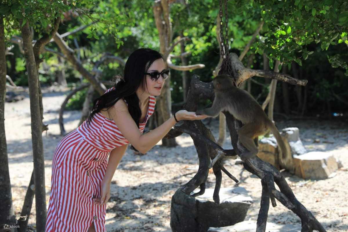 Visitor Feeding Monkeys A visitor feeding a small monkey on Hon Lao Island, Nha Trang