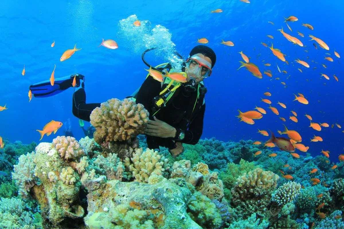 Diving with coral and fish at Hon Mun Island Diver among colorful coral reefs and orange fish at Hon Mun Island’s underwater marine zone.