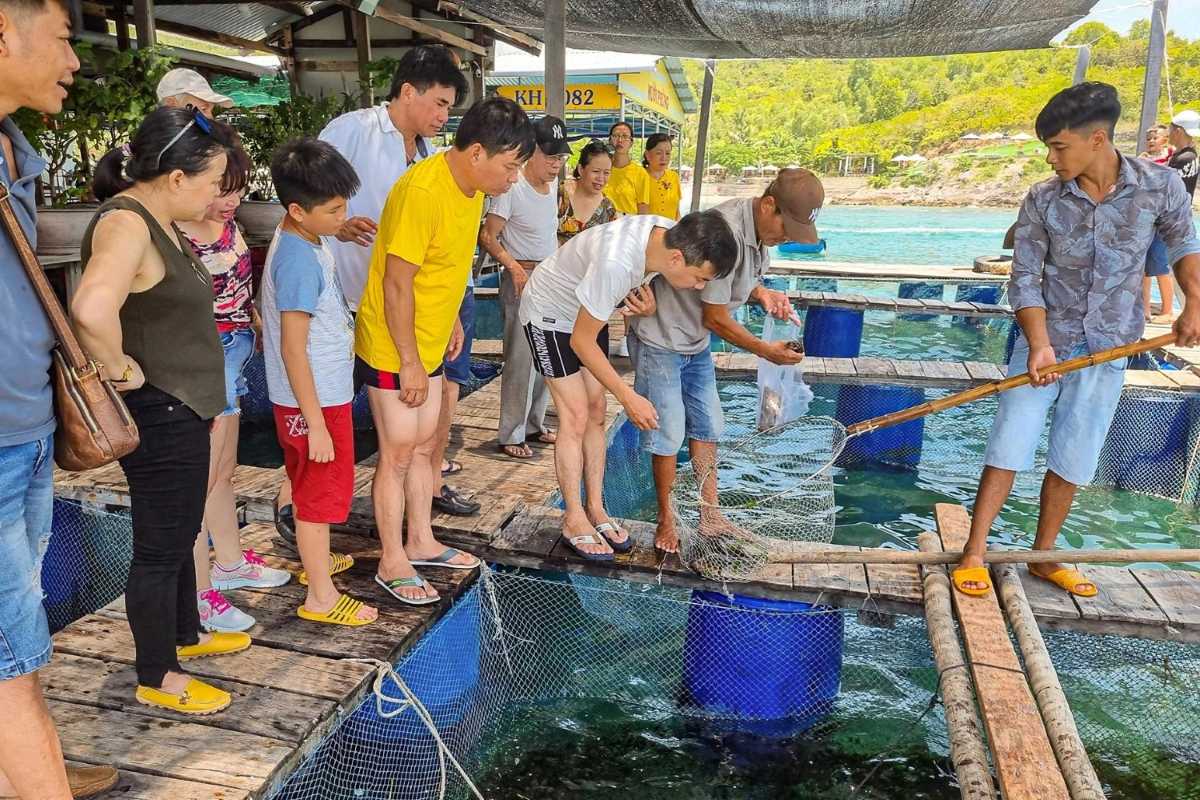 Tourists Interacting at Fish Farm Nets Visitors stand on floating wooden rafts feeding fish and observing aquatic cages at a Mot Island fish farm.