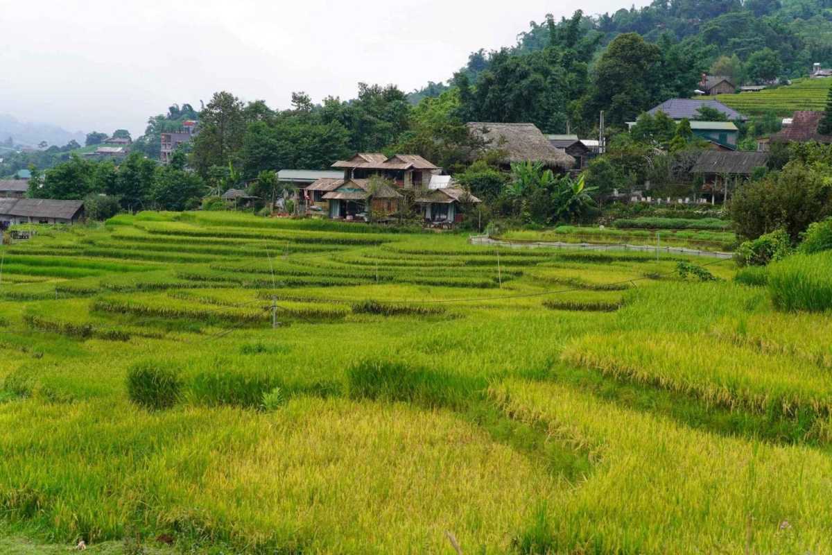 Lao Chai Village Sapa emerald rice fields near homestays Lao Chai Village Sapa vibrant green rice fields with traditional homestays and surrounding hills