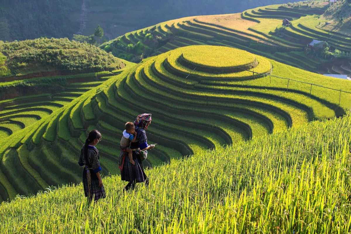 Lao Chai Village Sapa Hmong family in terraced rice fields Lao Chai Village Sapa Hmong women and child walk through golden terraced rice fields during harvest season