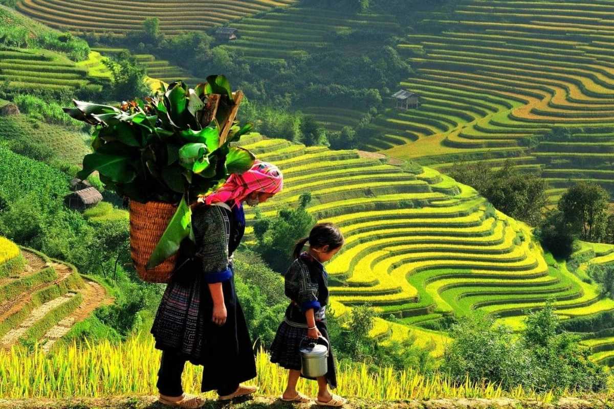 Lao Chai Village Sapa Hmong women and children on rice terraces Lao Chai Village Sapa Hmong women and girl carrying basket and kettle among bright rice terraces