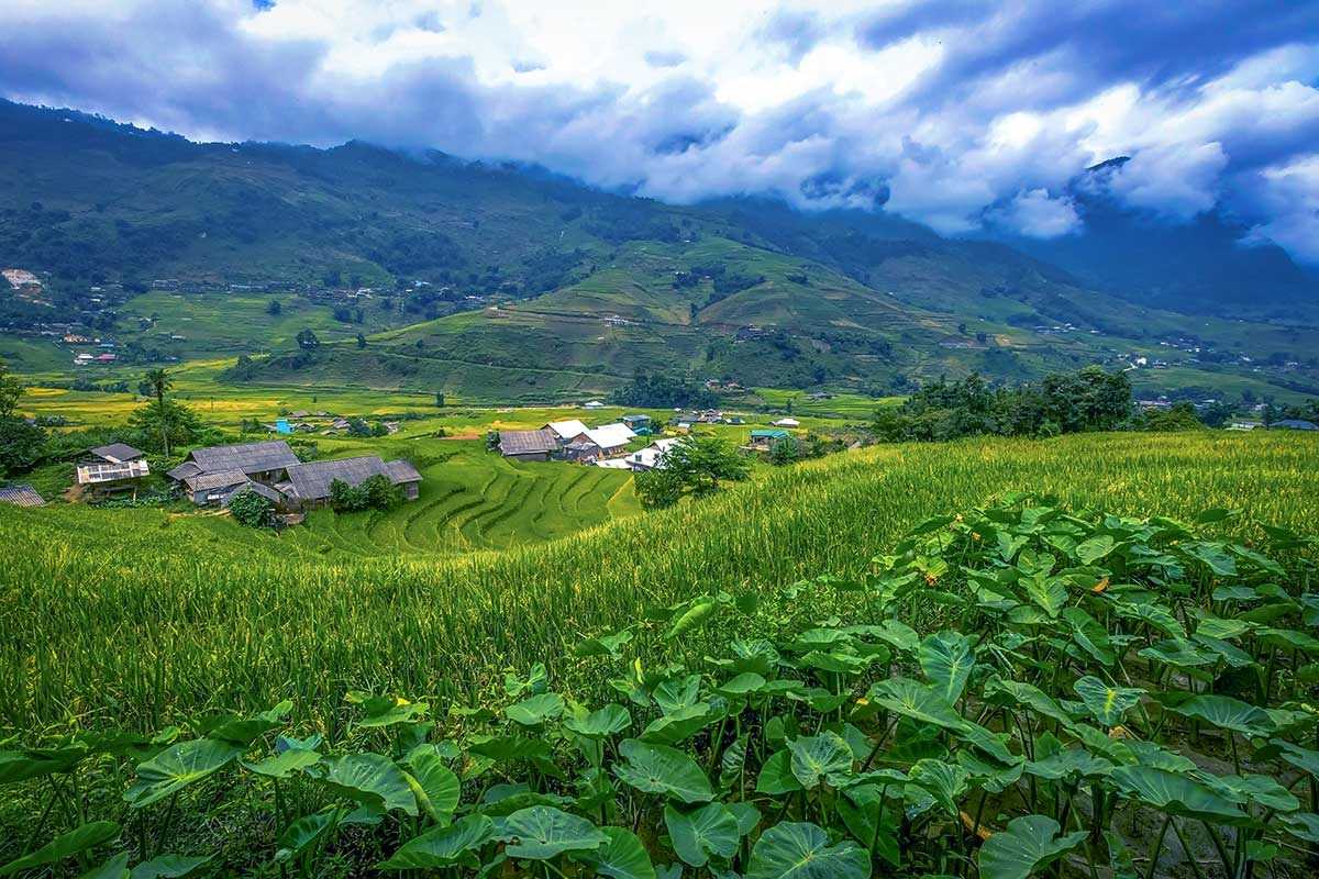 Lao Chai Village Sapa lush paddies before harvest Lao Chai Village Sapa lush green paddies stretching towards village houses and mountain ranges