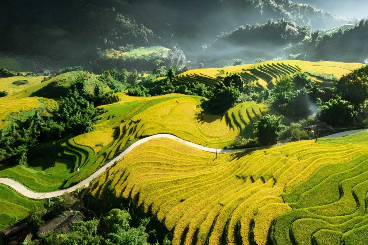 Lao Chai Village Sapa winding road through rice fields Lao Chai Village Sapa winding road cutting through expansive yellow-green rice fields on a sunny morning