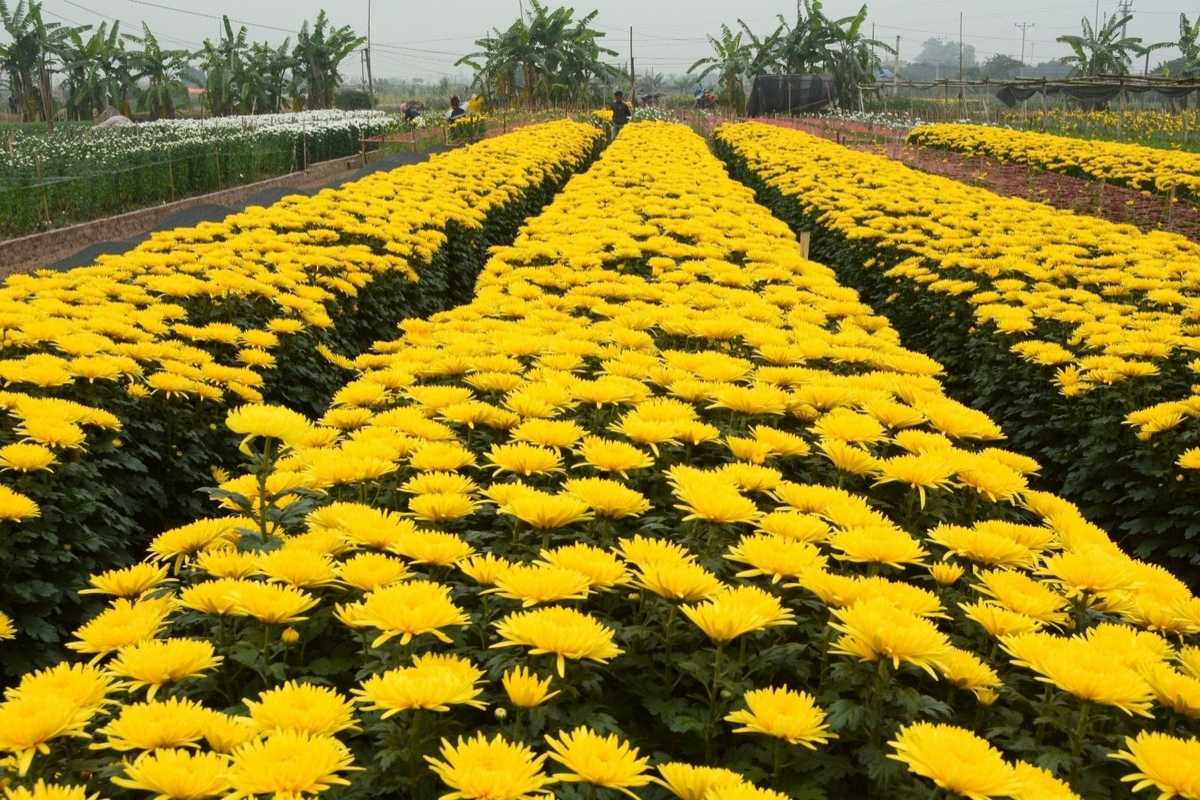 Lily Flowers in Ngoc Ha Flower Village Hanoi Rows of blooming lily flowers growing under shade netting at Ngoc Ha Flower Village Hanoi.