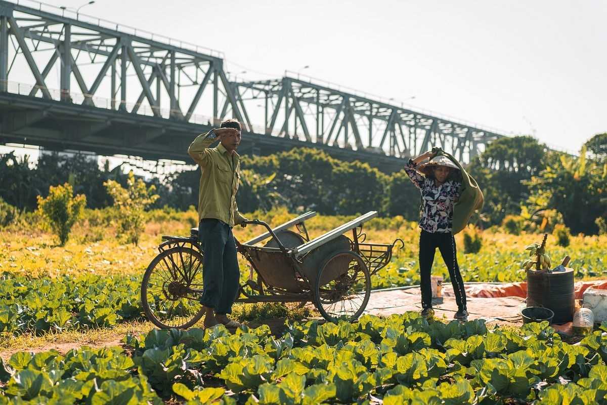 Long Bien Bridge Hanoi Sunrise Over Fields Sunrise casting golden light on Long Bien Bridge and surrounding fields
