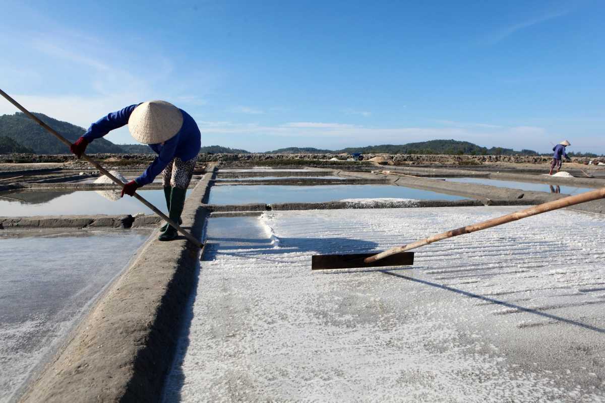 Manual Salt Collection at Dam Vua Salt Fields Vietnamese farmer using a rake to harvest salt crystals on reflective ponds at Dam Vua