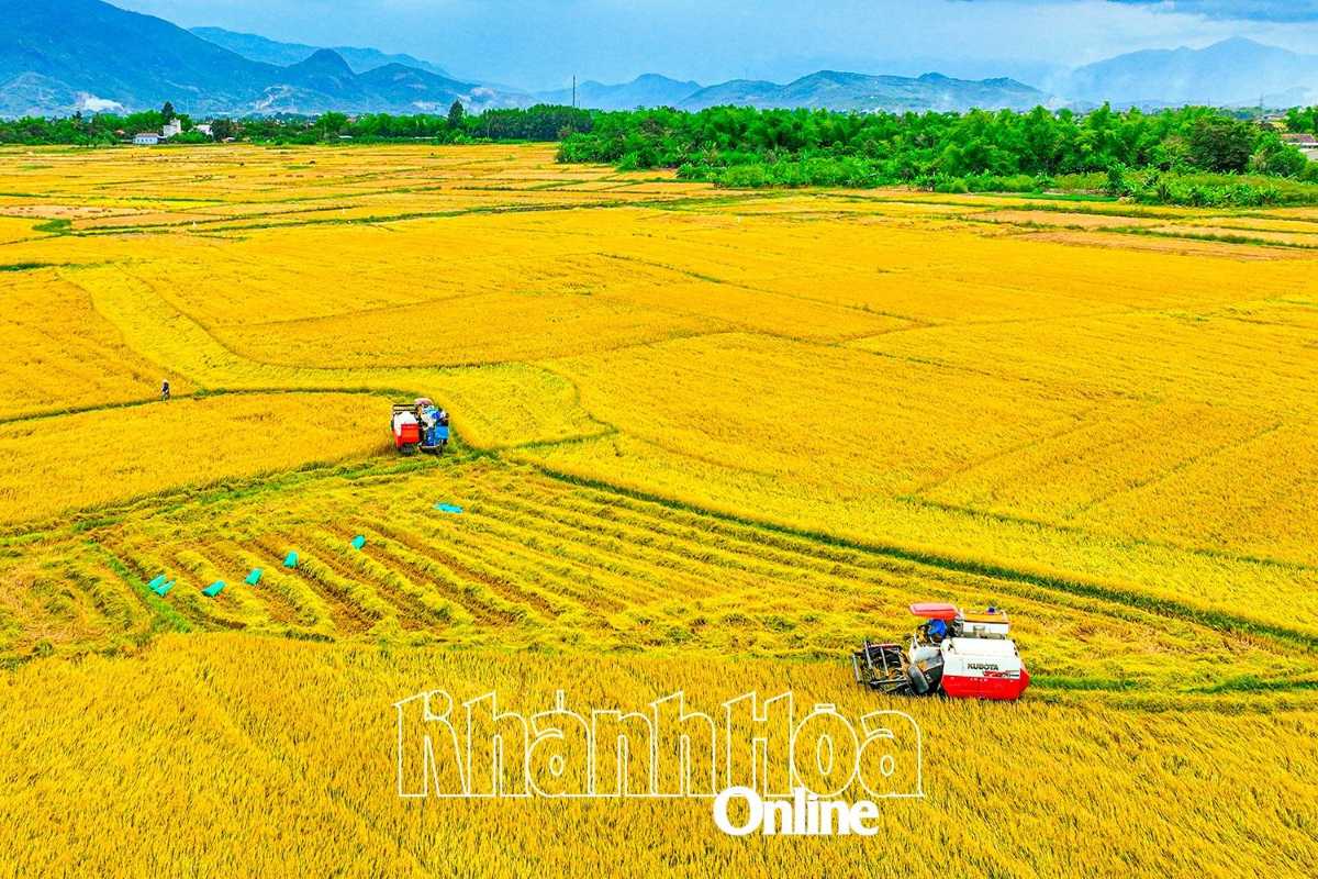 Mechanized harvesting in Diên Điền Rice Fields Harvesting machines operating across golden paddies with mountains in the background