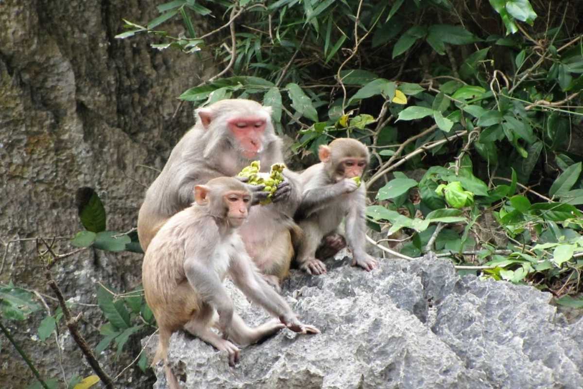 Macaque Monkeys Eating on Rocky Terrain Monkey Island Cat Ba Macaque monkeys feeding and resting on rocky terrain surrounded by greenery on Monkey Island Cat Ba