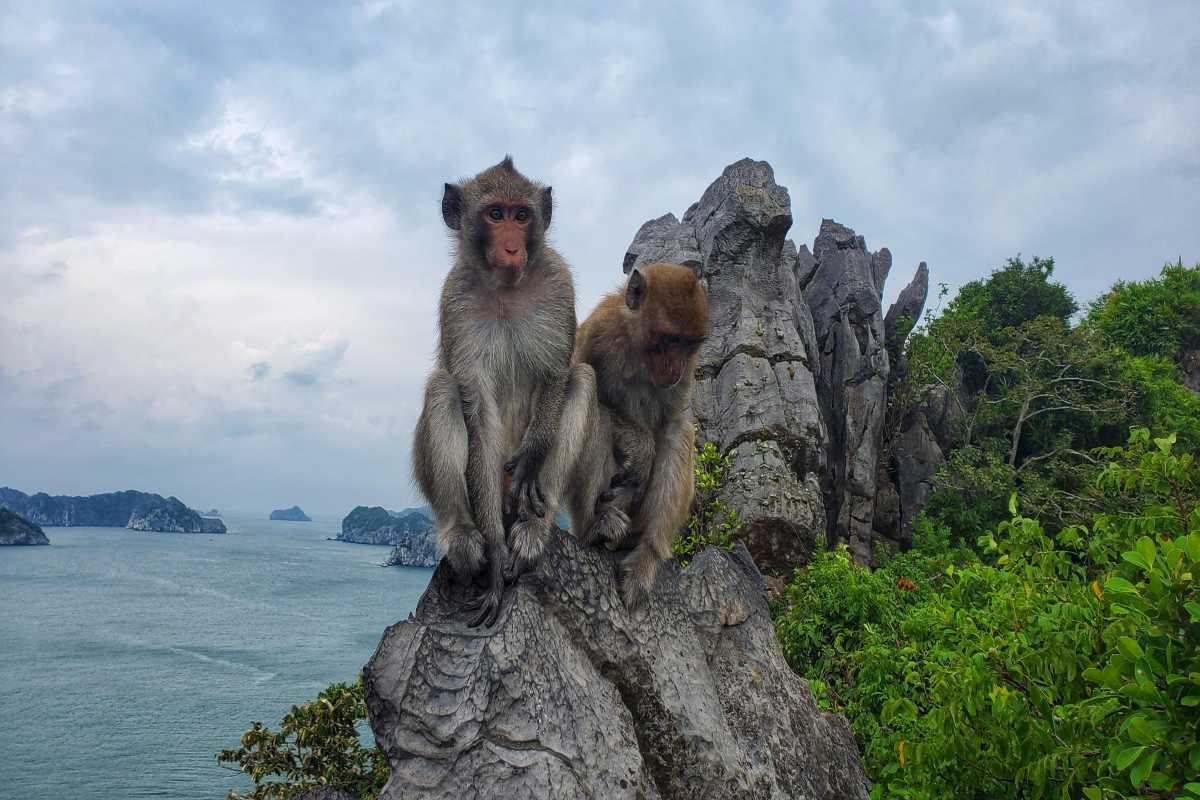 Macaque Monkeys on Rocky Outcrop at Monkey Island Cat Ba Two playful macaque monkeys perched on rocks overlooking the sea at Monkey Island Cat Ba