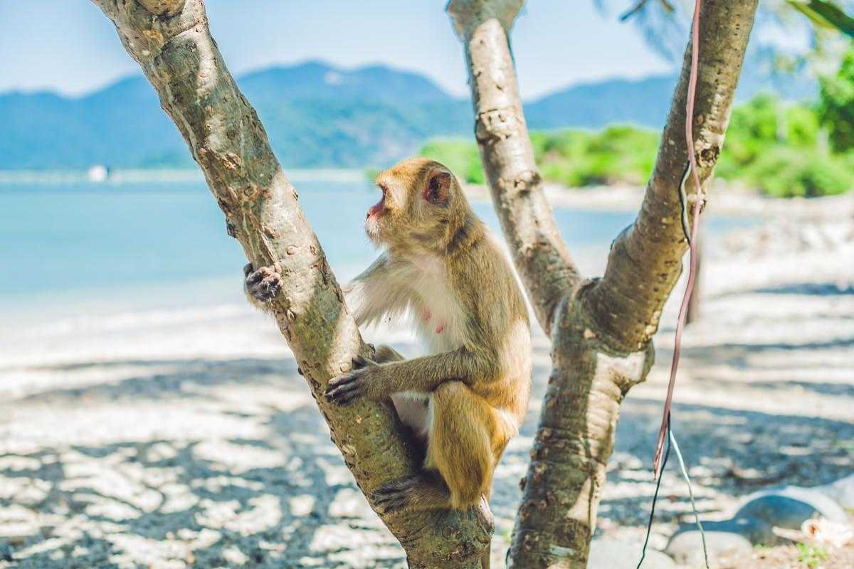 Monkey sitting on tree near beach at Monkey Island Nha Trang A monkey perches on a tree beside the beach at Monkey Island Nha Trang, gazing at the sea beyond.