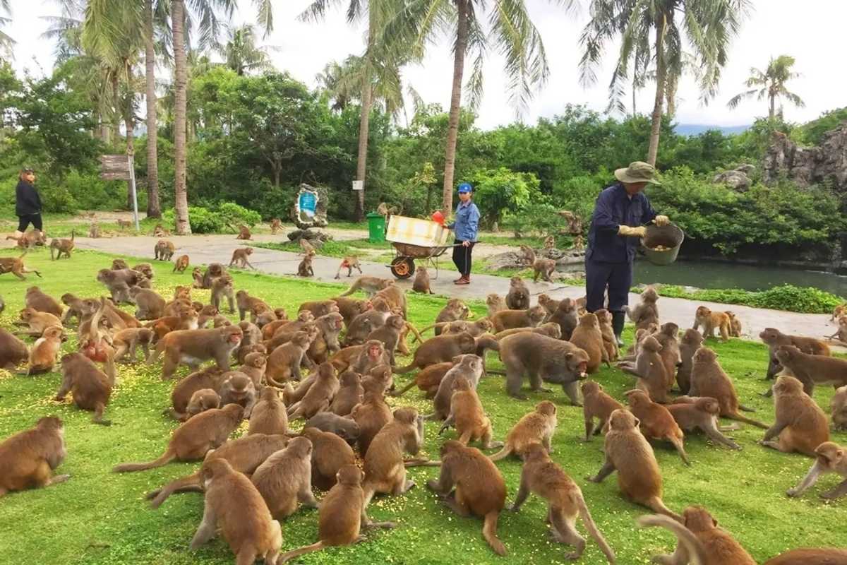 Feeding time for monkeys on grassy lawn at Monkey Island Dozens of monkeys gather on a grassy lawn as staff feed them at Monkey Island Nha Trang, with palm trees in the background.