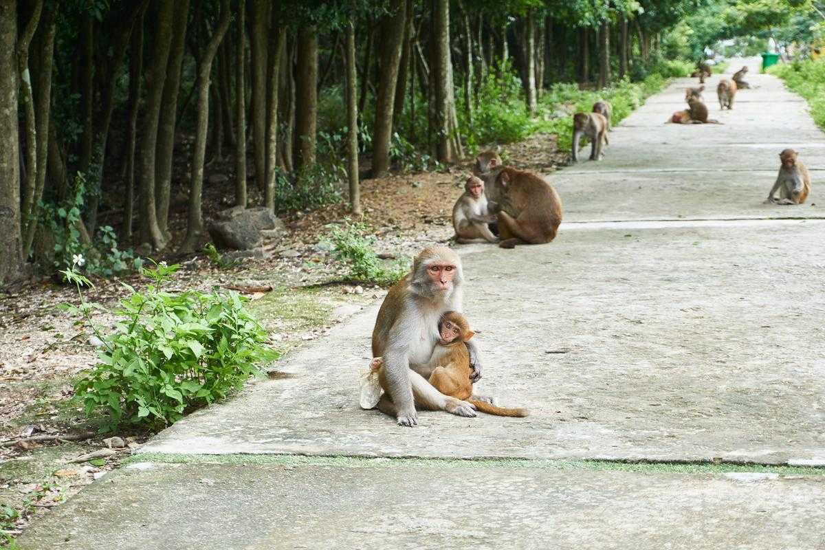 Monkey family resting along forest trail on Monkey Island A mother monkey cuddles her baby while other monkeys relax along a forest trail on Monkey Island Nha Trang.
