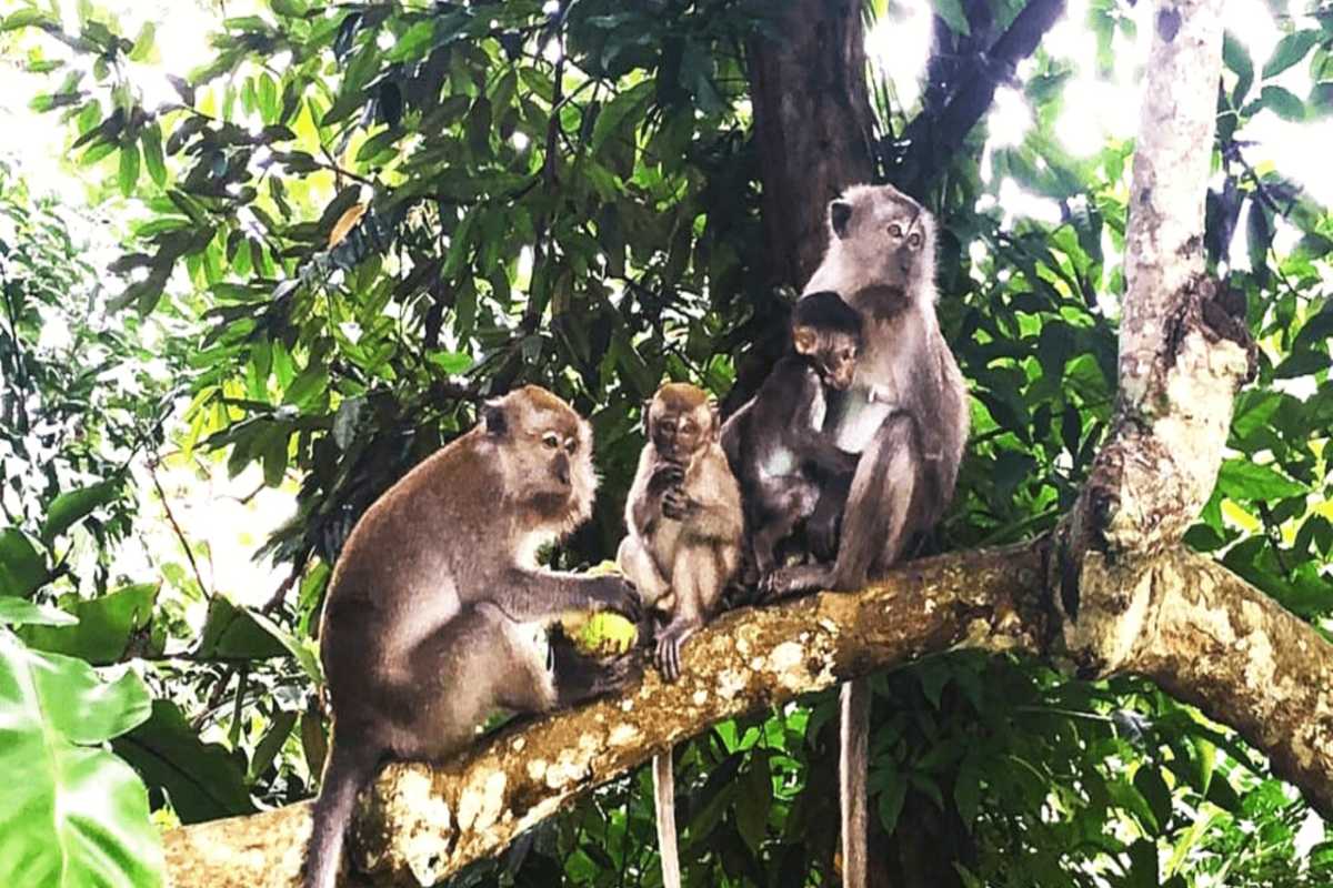 Monkeys resting together on a tree on Monkey Island A family of monkeys sits close together on a large tree branch in the dense greenery of Monkey Island Nha Trang.