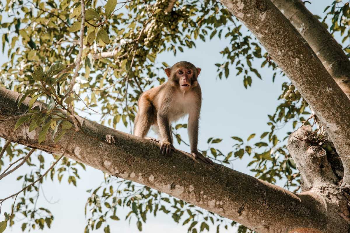 Monkey perched on a tree branch on Monkey Island Nha Trang A monkey stands confidently on a tree branch surrounded by green leaves on Monkey Island Nha Trang.