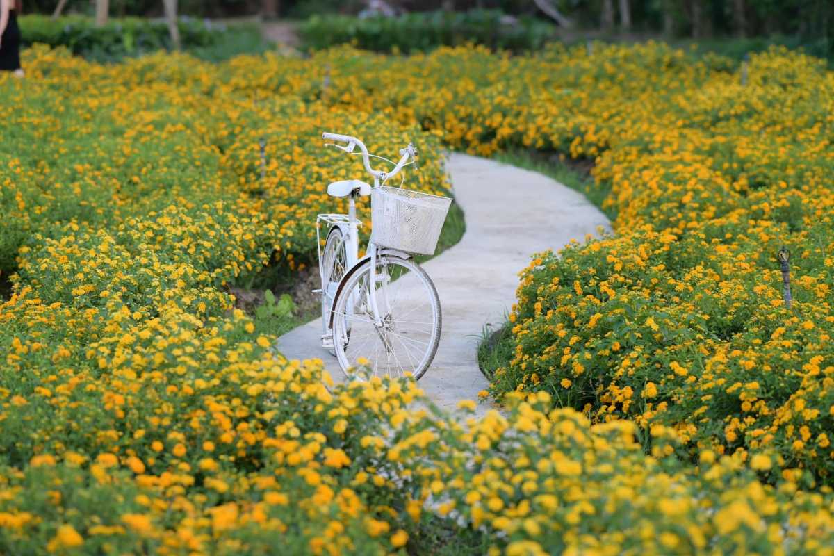Ngoc Ha Flower Village Bicycle Path Through Flowers A white bicycle on a path surrounded by orange marigold flowers in Ngoc Ha Flower Village Hanoi, inviting exploration.
