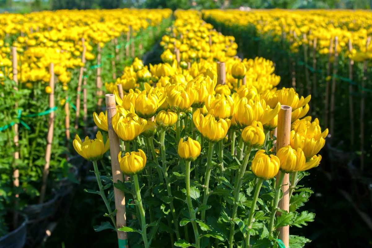 Ngoc Ha Flower Village Yellow Chrysanthemum Field Rows of vibrant yellow chrysanthemums blooming in Ngoc Ha Flower Village Hanoi, showcasing seasonal floral beauty.