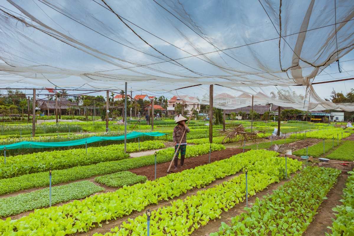 Organic Vegetable Beds at Tra Que Village in Hoi An Organic vegetable beds neatly organized under shade nets at Tra Que Vegetable Village near Hoi An