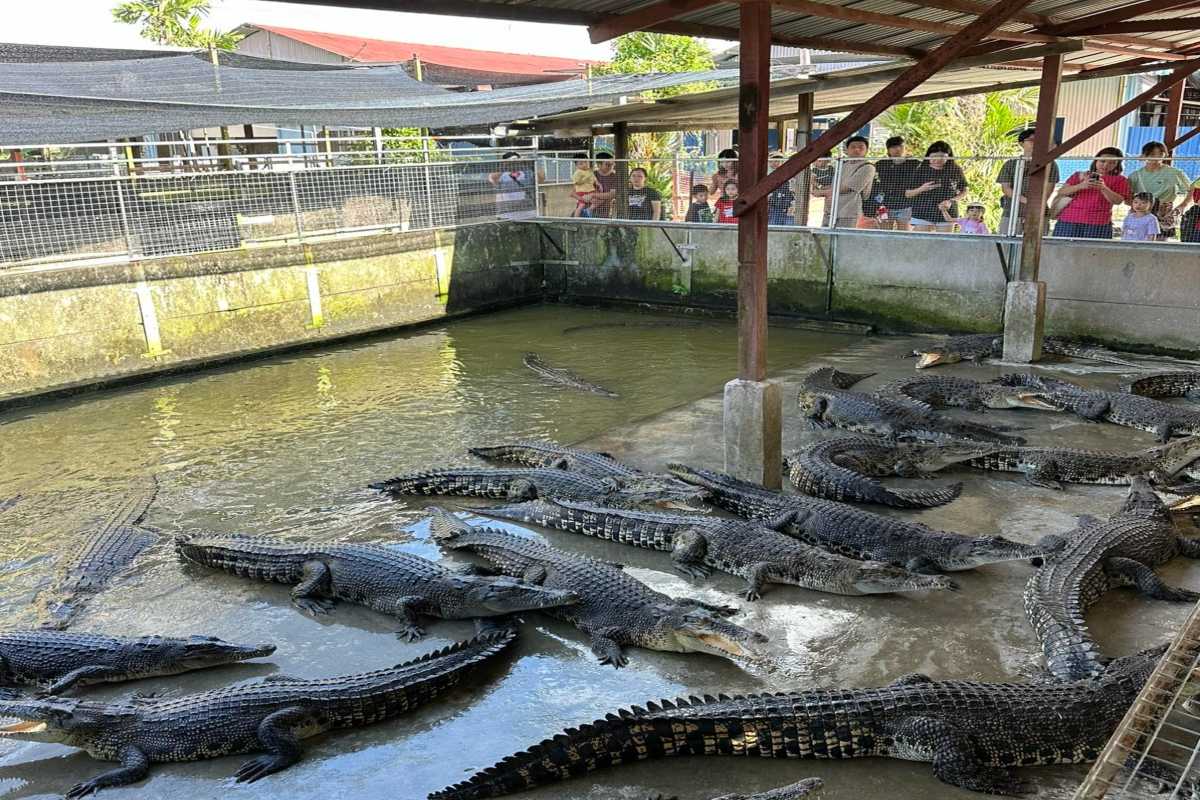Crocodile pools with observation walkway Crocodiles in breeding tanks at Crocodile Farm Yang Bay, with tourists viewing from above.