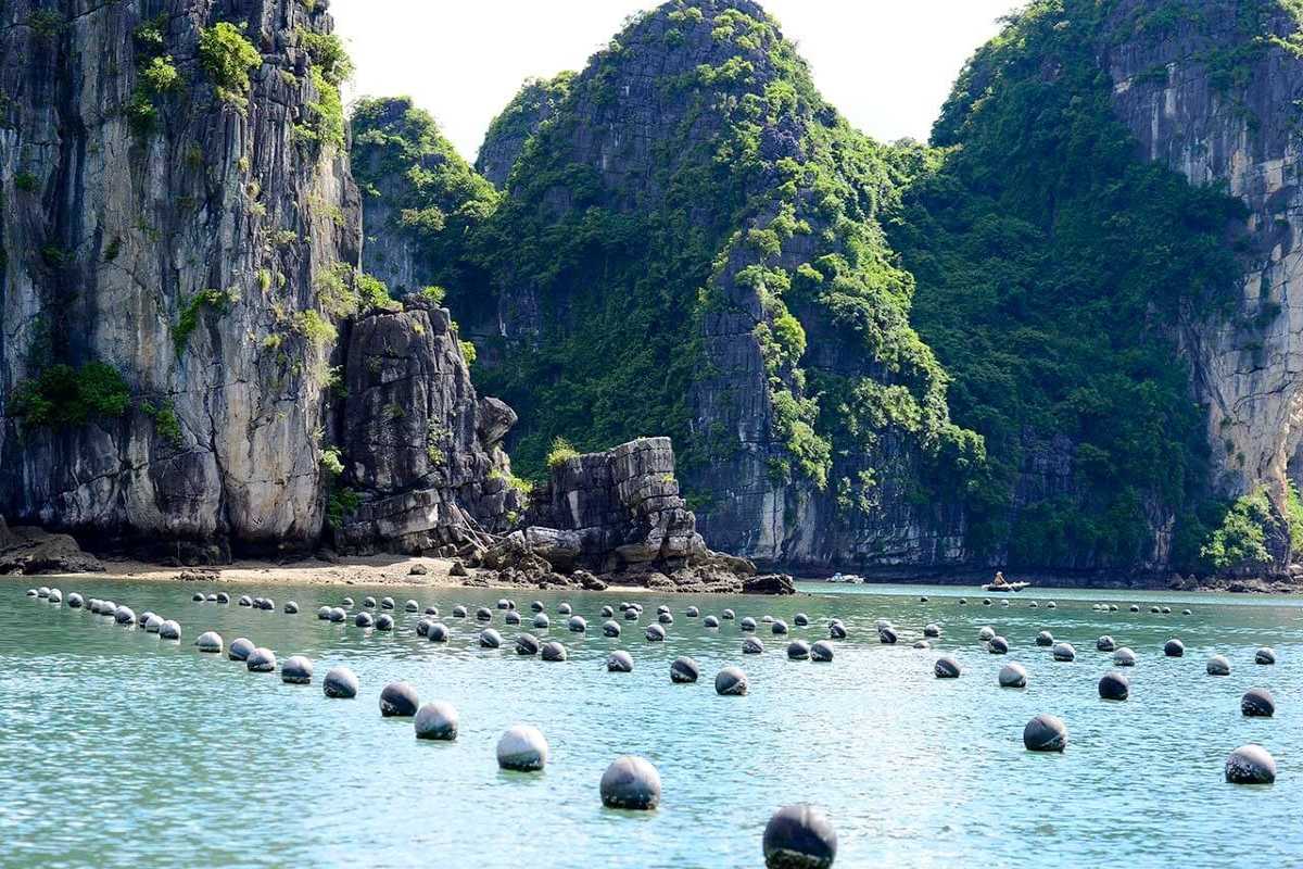 Oyster beds and floating farm structures at Tung Sau Pearl Farm Oyster beds and floating farm structures at Tung Sau Pearl Farm Halong Bay, set amid emerald waters and karst cliffs