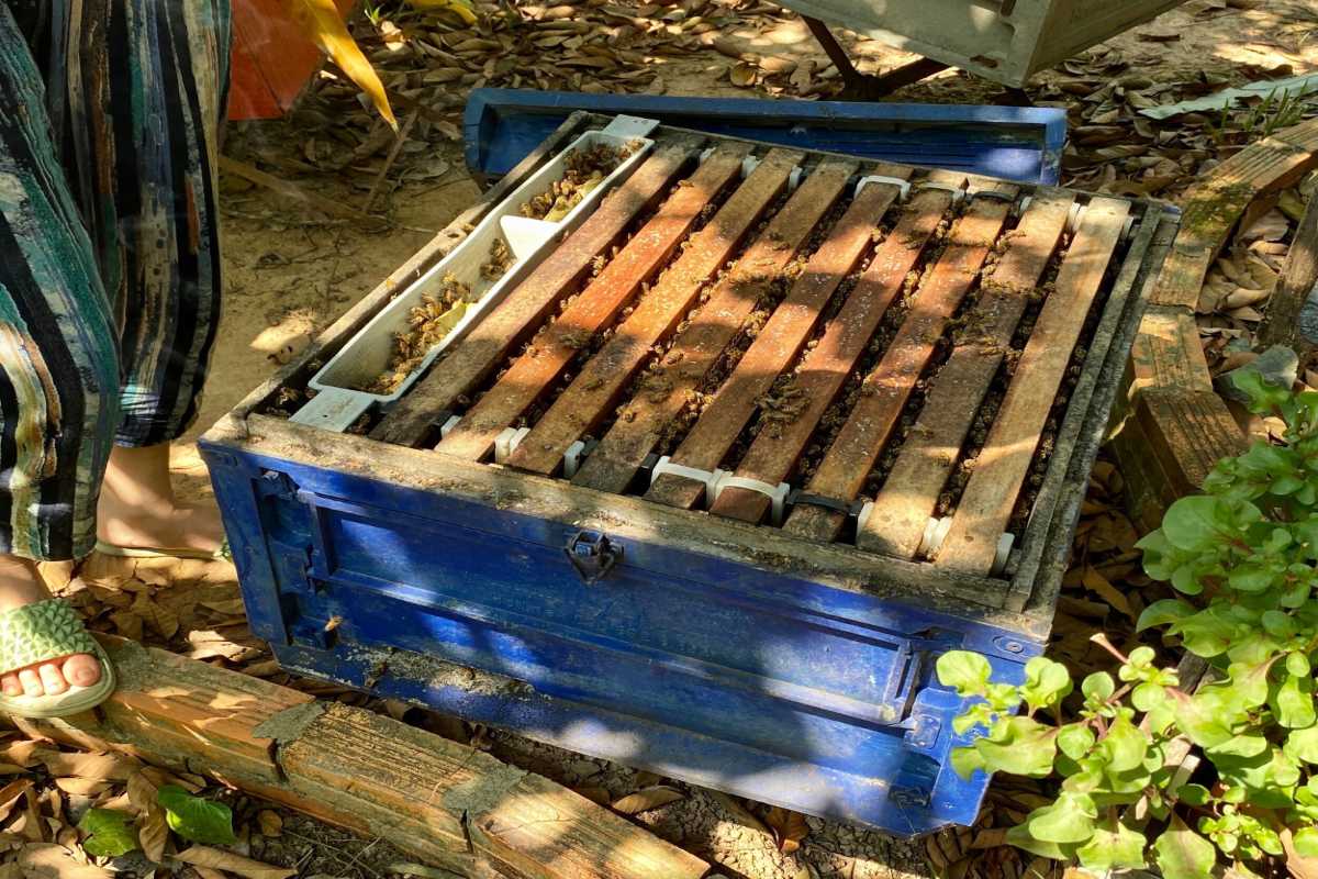 Blue wooden beehive at Phu Quoc Bee Farm apiary Blue wooden beehive box in natural farm setting at Phu Quoc Bee Farm apiary