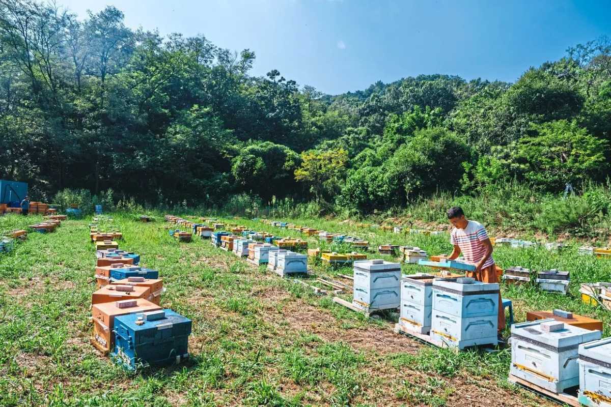 Phu Quoc Bee Farm outdoor apiary with beehives Outdoor apiary area at Phu Quoc Bee Farm with rows of colorful beehives nestled in lush greenery