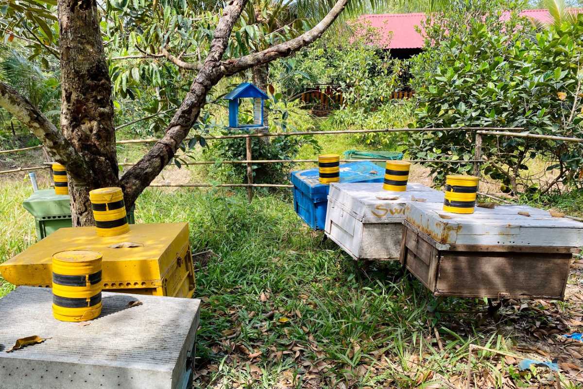 Beehive boxes arranged in the apiary at Phu Quoc Bee Farm Colorful wooden beehive boxes housed in a natural apiary setting at Phu Quoc Bee Farm