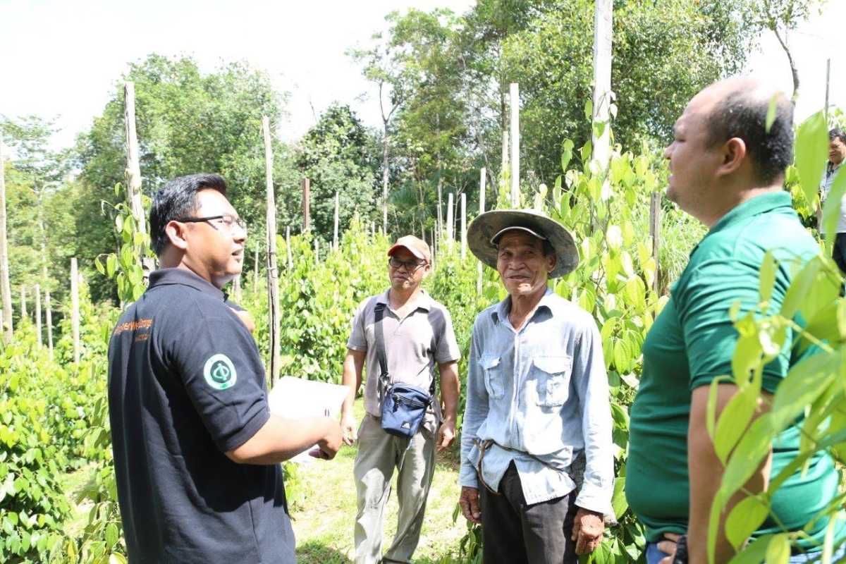Farmers discussing traditional pepper farming techniques at Phu Quoc Pepper Farm among pepper vines