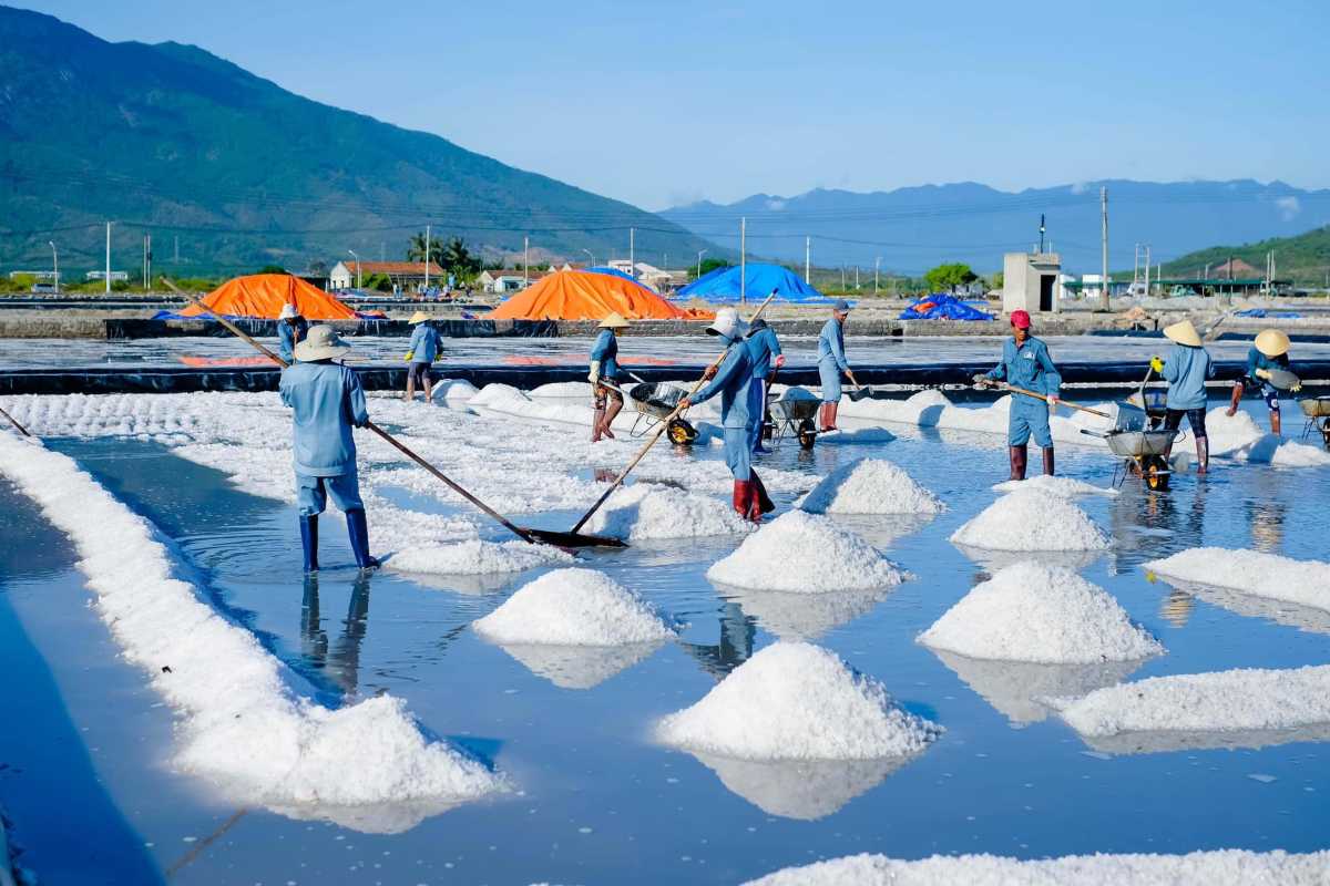 Salt Harvesting Workers at Phuong Cuu Salt Field Workers harvesting salt wearing traditional conical hats at Phuong Cuu Salt Field