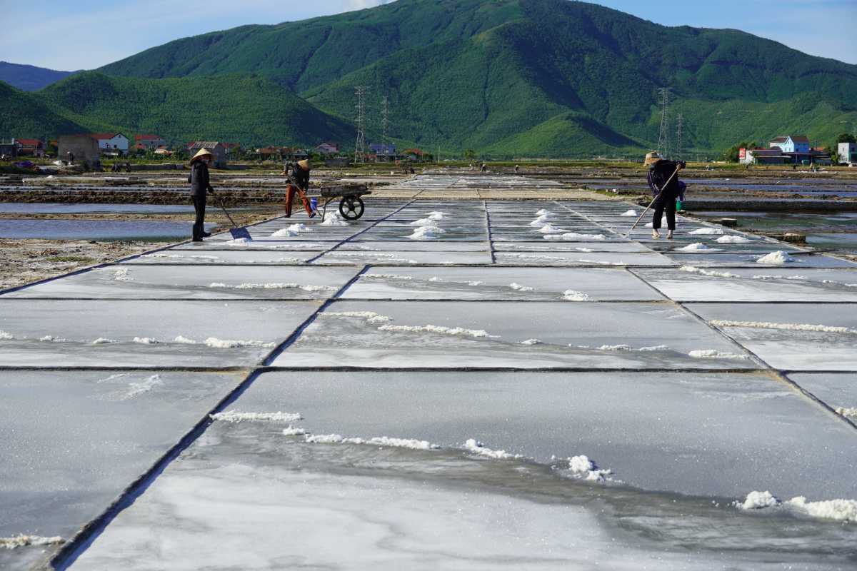 Manual Salt Raking at Phuong Cuu Salt Field Workers manually raking salt on evaporation ponds wearing traditional hats at Phuong Cuu Salt Field