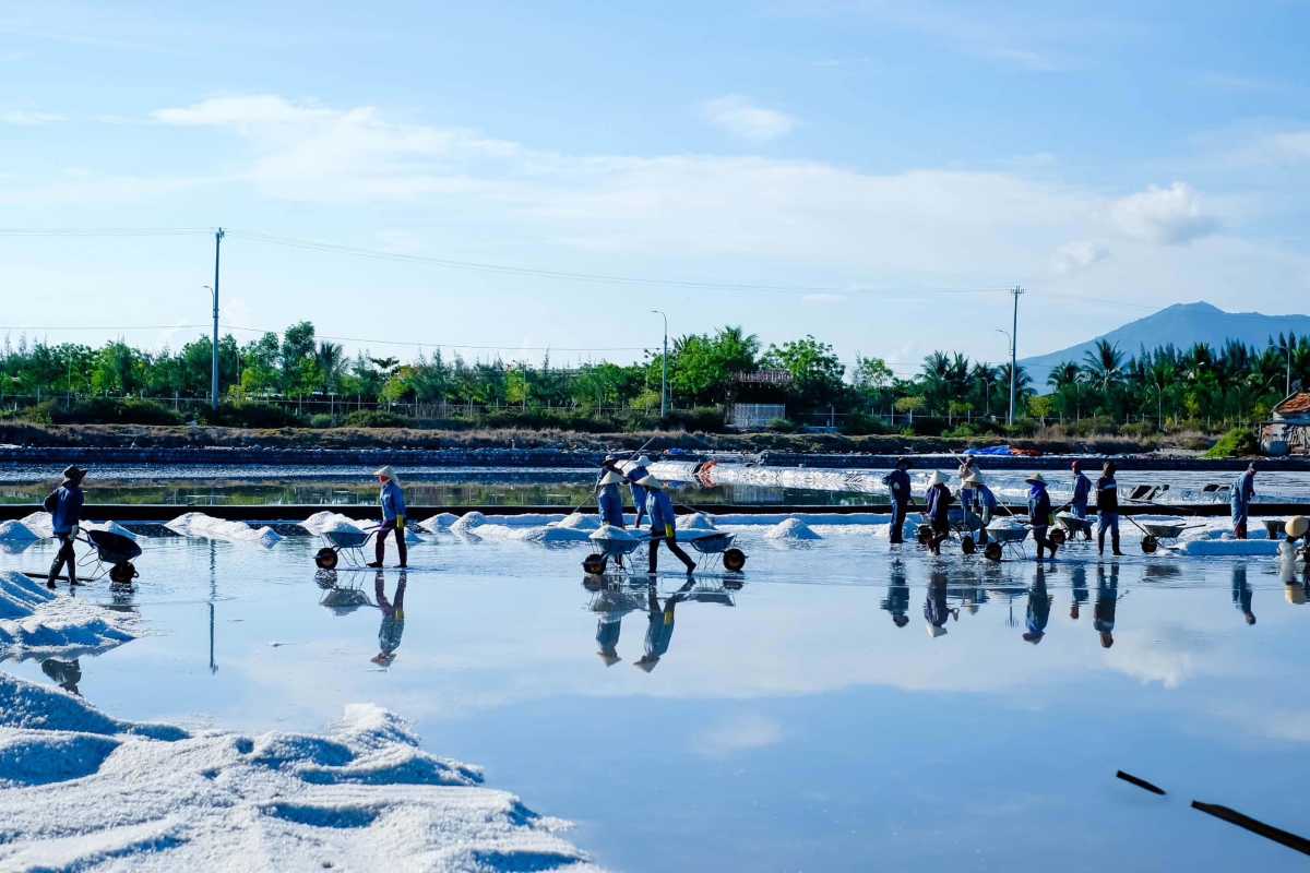 Sunset Salt Harvesting at Phuong Cuu Salt Field Salt farmers collecting salt at sunset casting reflections on ponds at Phuong Cuu Salt Field