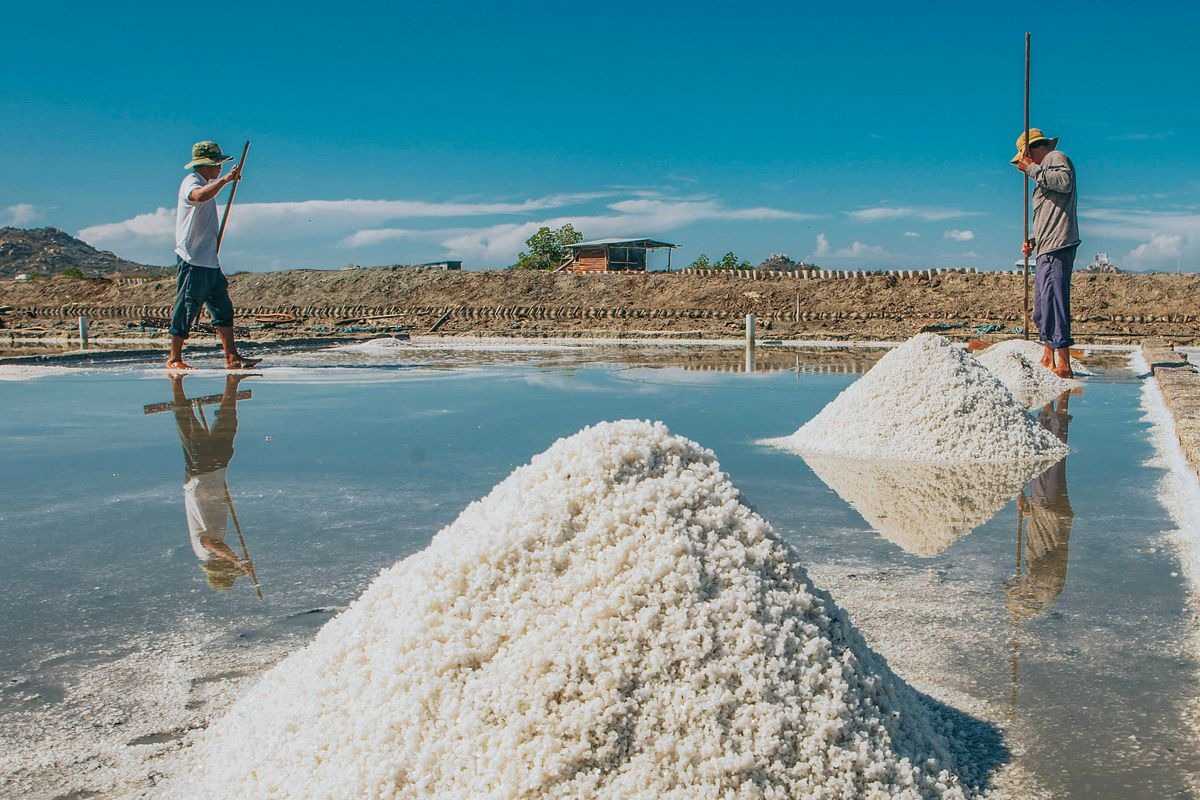 Traditional Salt Raking at Phuong Cuu Salt Field Worker raking salt on evaporation pond under clear sky at Phuong Cuu Salt Field