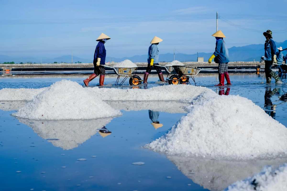 Salt Harvesting with Wheelbarrows at Phuong Cuu Salt farmers transporting salt with wheelbarrows across the evaporation ponds