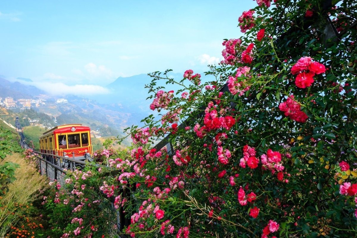 Train passing through Rose Valley in Sapa surrounded by blooming roses