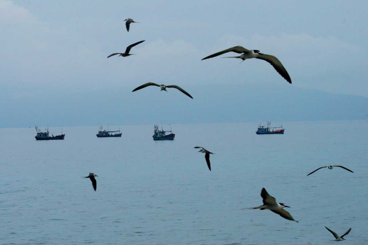 Salanganes Birds Flying Near Hon Noi Island Salanganes birds flying above the waters near Hon Noi Island, close to the Ancestor Temple of Salanganes