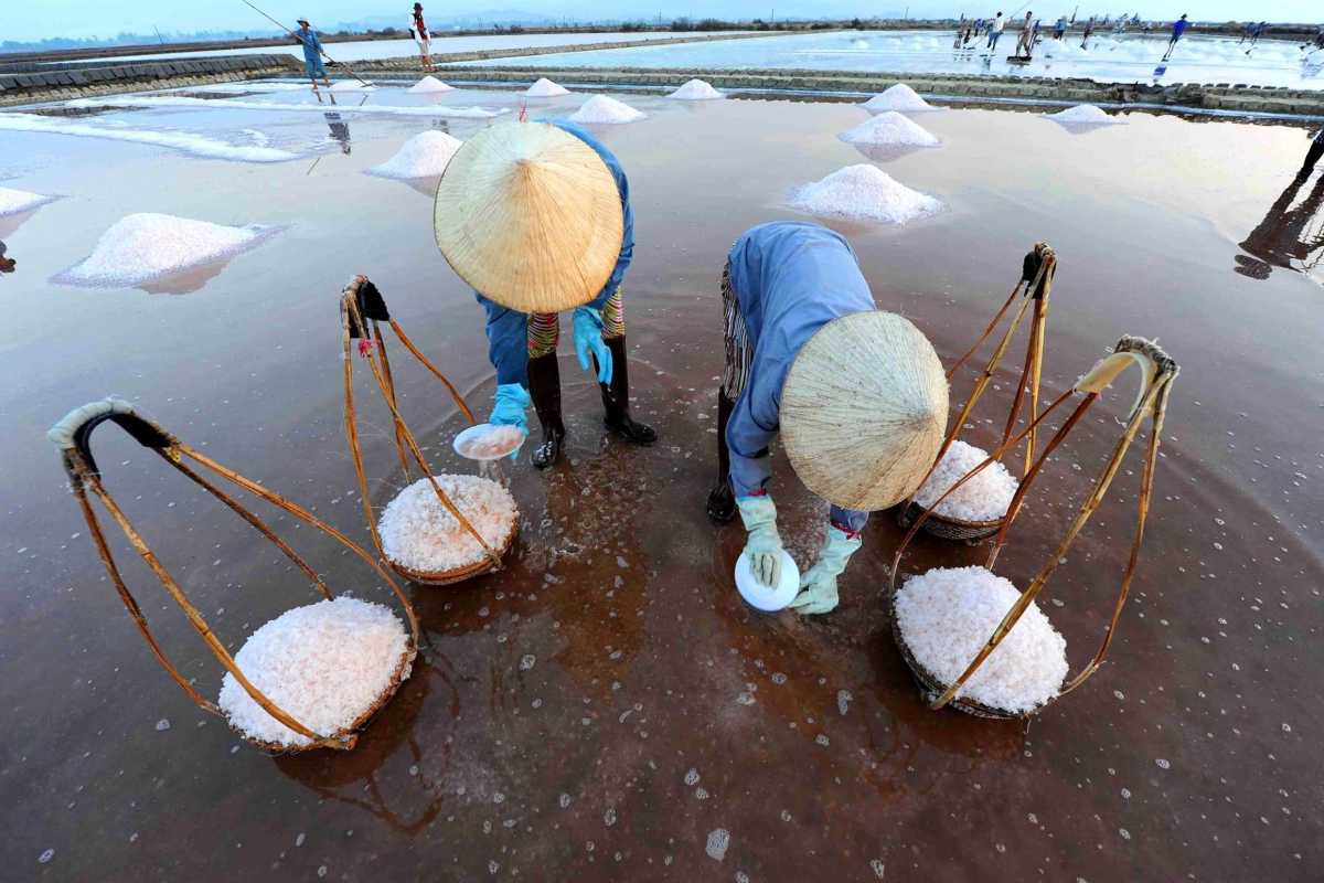 Salt Collection at Hon Khoi Salt Fields Farmers collecting salt crystals with traditional tools at Hon Khoi Salt Fields, Vietnam.
