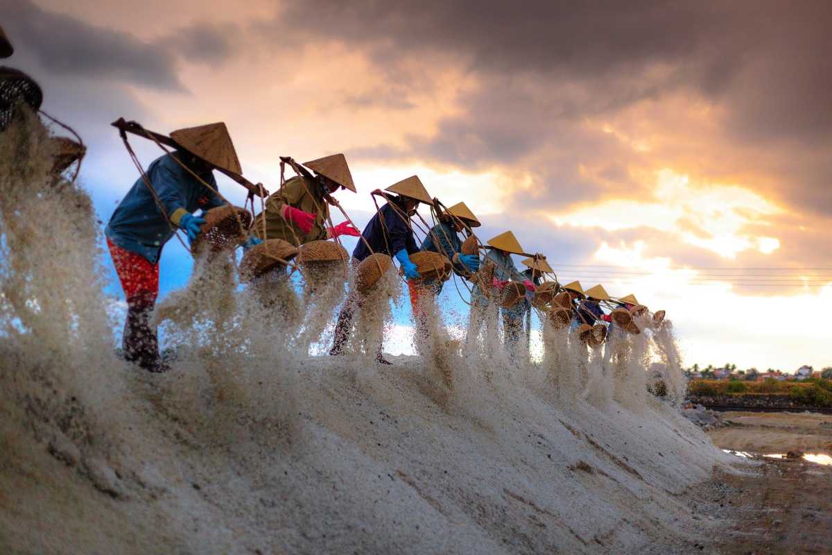 Salt Harvesting Group at Hon Khoi Salt Fields Team of farmers harvesting salt under golden sunlight at Hon Khoi Salt Fields, Vietnam.