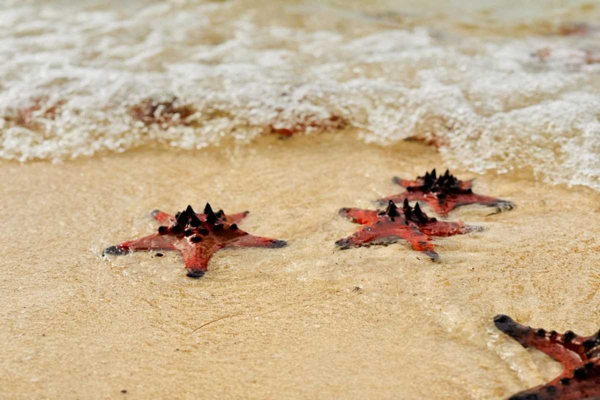 Sao Beach Phu Quoc Calm Beach and Visitors Visitors enjoying the calm beach and scenic views at Sao Beach Phu Quoc