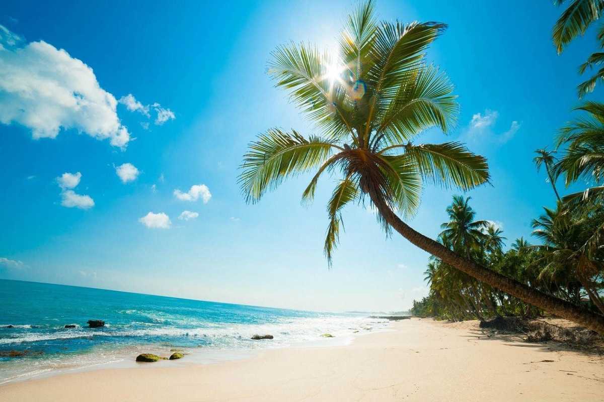 Tropical Palm Trees Lining Sao Beach Phu Quoc Tall coconut palm trees along the white sandy beach of Sao Beach Phu Quoc