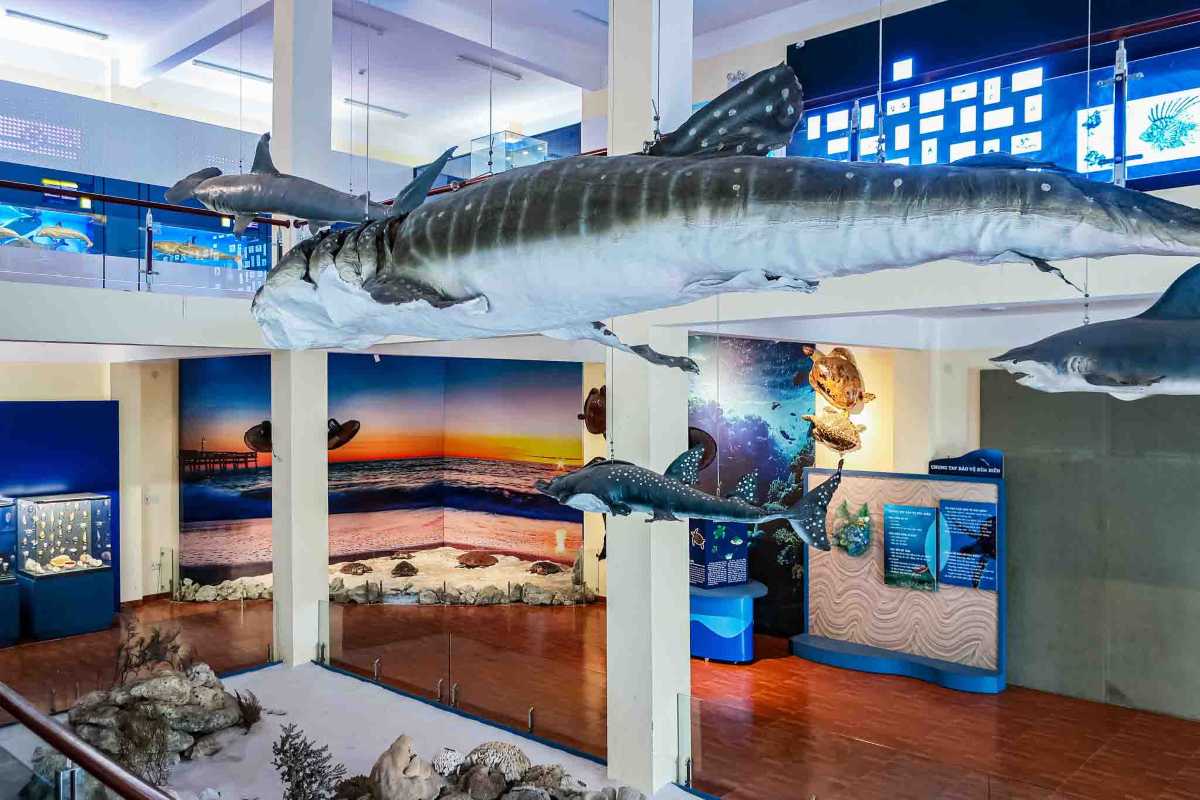 Shark and whale displays in main museum hall Large hanging shark models and educational displays inside the Institute of Oceanography in Nha Trang