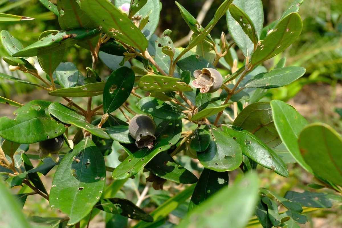 Wild Sim fruit bush with green leaves and ripe berries on Phu Quoc Island, essential for Sim Wine