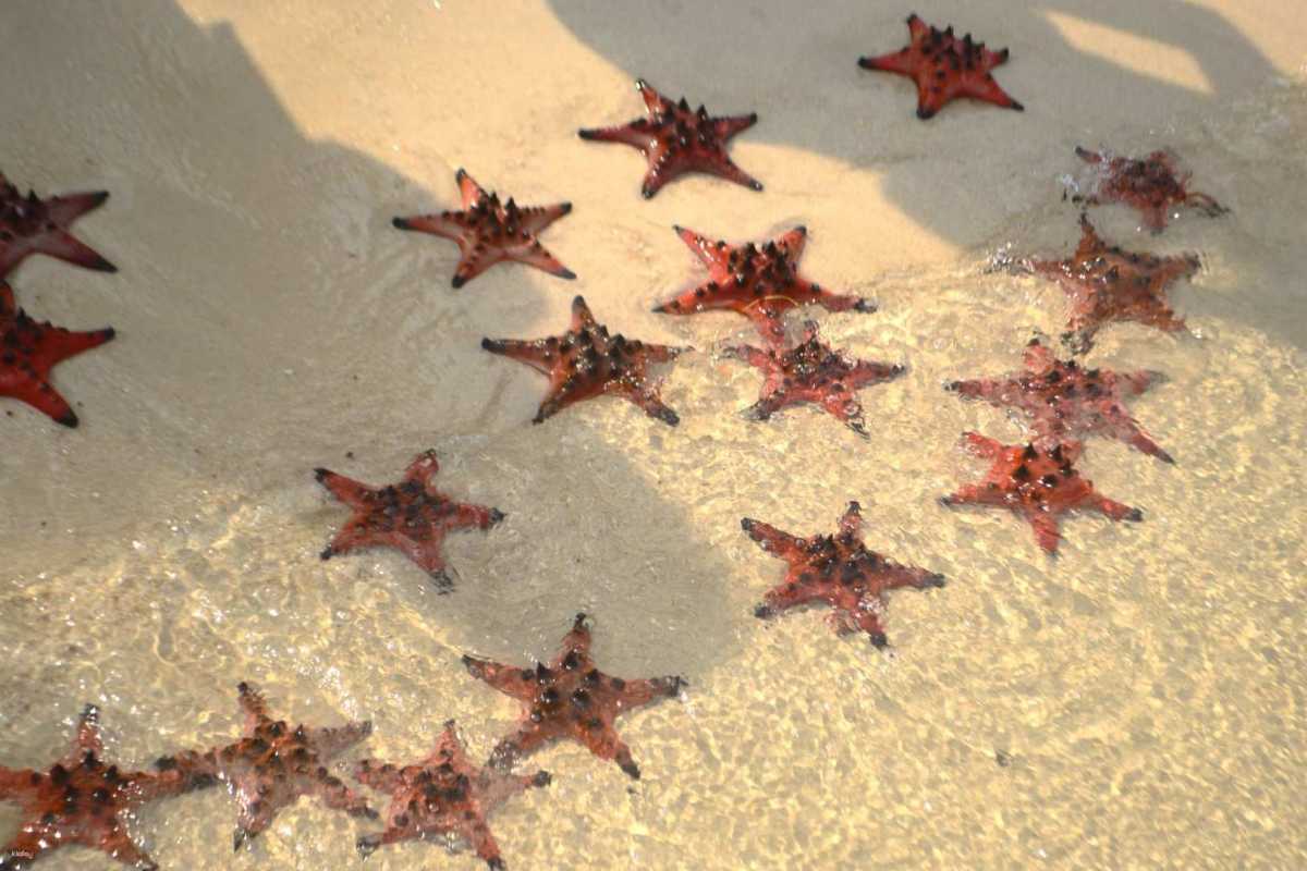 Starfish Beach Phu Quoc sun loungers under umbrellas Sun loungers under umbrellas on the beach at Starfish Beach Phu Quoc