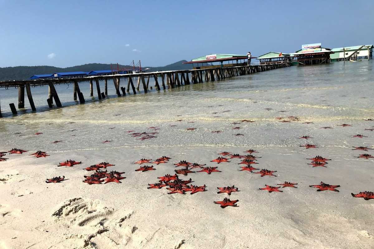Starfish Beach Phu Quoc people enjoying shallow water Visitors enjoying shallow clear water at Starfish Beach Phu Quoc