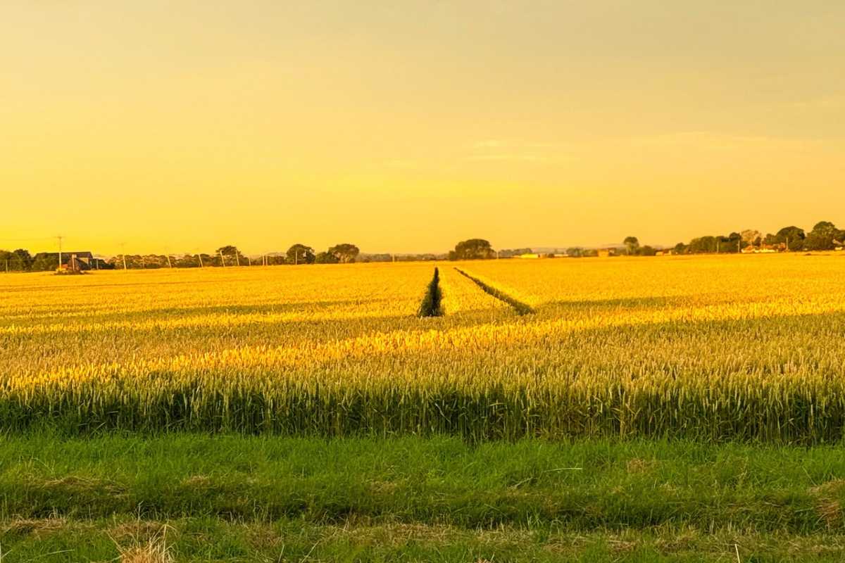 Golden hour over Diên Điền Rice Fields Late afternoon light casting golden hues over a vast rice field in Diên Điền