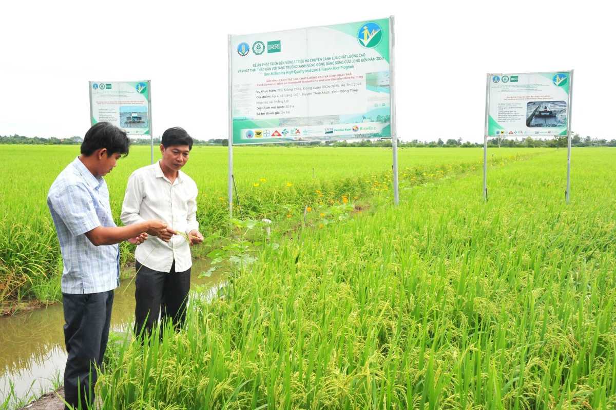 Agricultural demonstration in Diên Điền Two men inspecting rice crops in front of agricultural signage in Diên Điền fields
