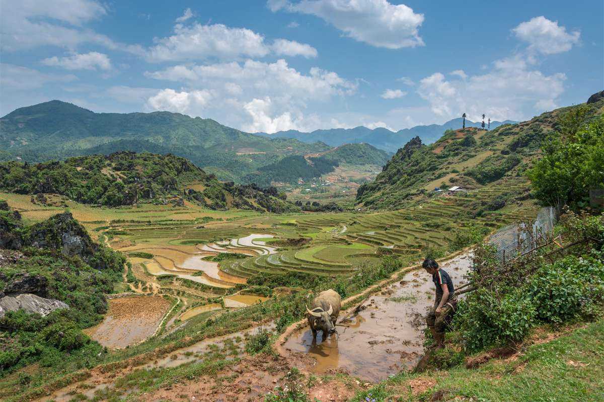 Ta Phin Village Sapa farmer plowing rice field, mountain backdrop Ta Phin Village Sapa features a farmer and buffalo plowing flooded terraces, dramatic green hills rising in the background