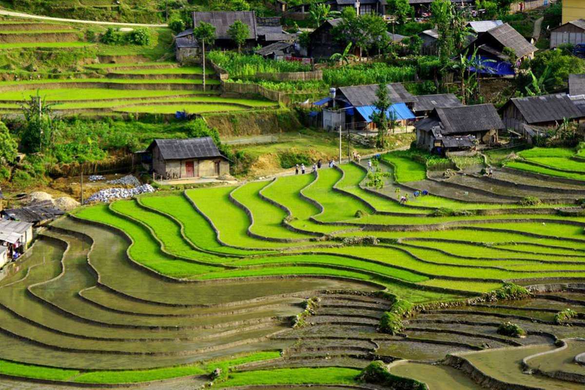 Ta Phin Village Sapa green rice terraces closeup Closeup of bright green rice terraces and village homes in Ta Phin Village Sapa
