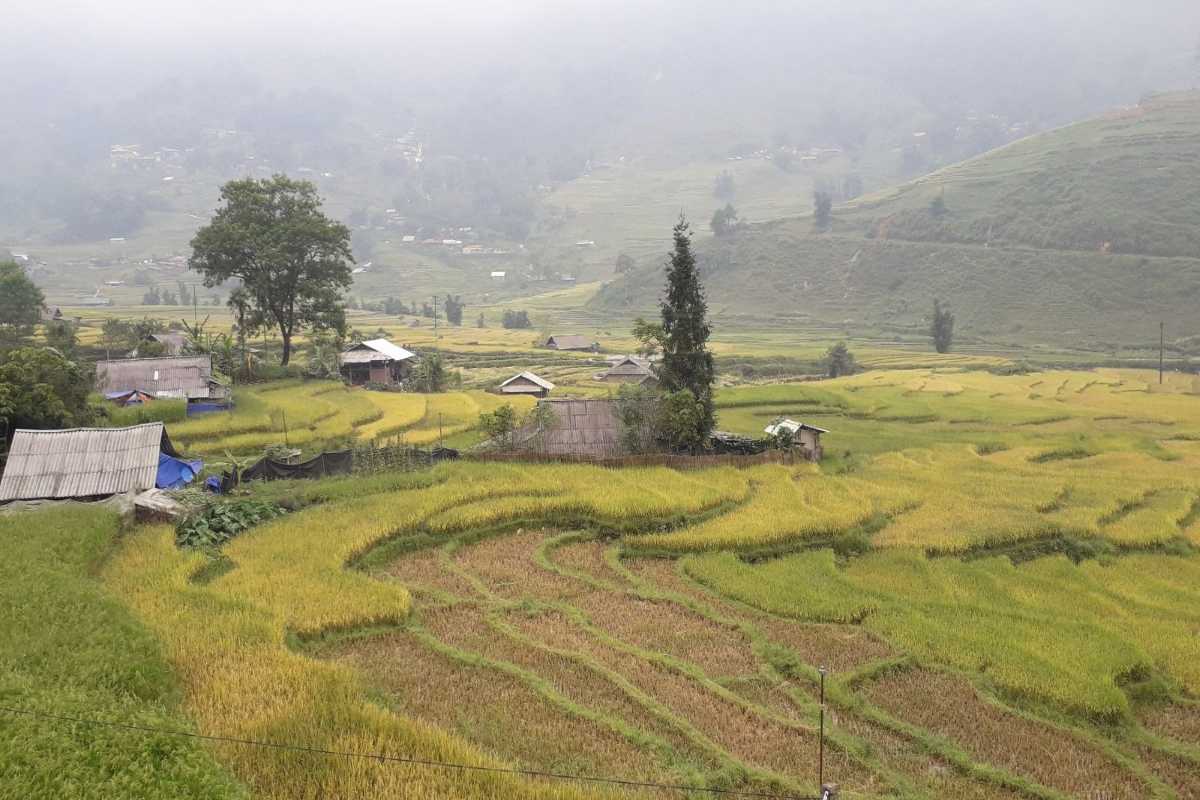 Ta Phin Village Sapa misty rice fields and simple homes Ta Phin Village Sapa displays golden rice paddies, misty weather, and humble village houses in serene highland scenery