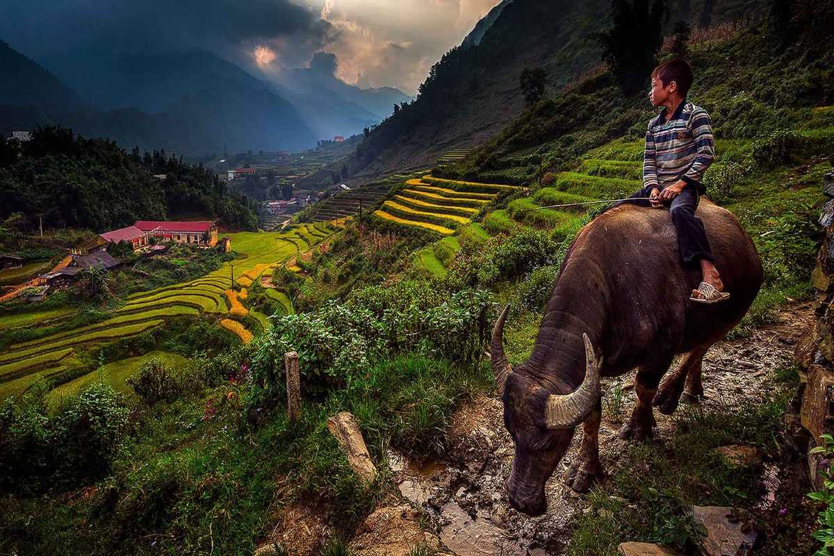 Ta Phin Village Sapa rice terraces and buffalo at sunset Ta Phin Village Sapa features dramatic rice terraces, a buffalo, and golden sunset over the peaceful Muong Hoa Valley