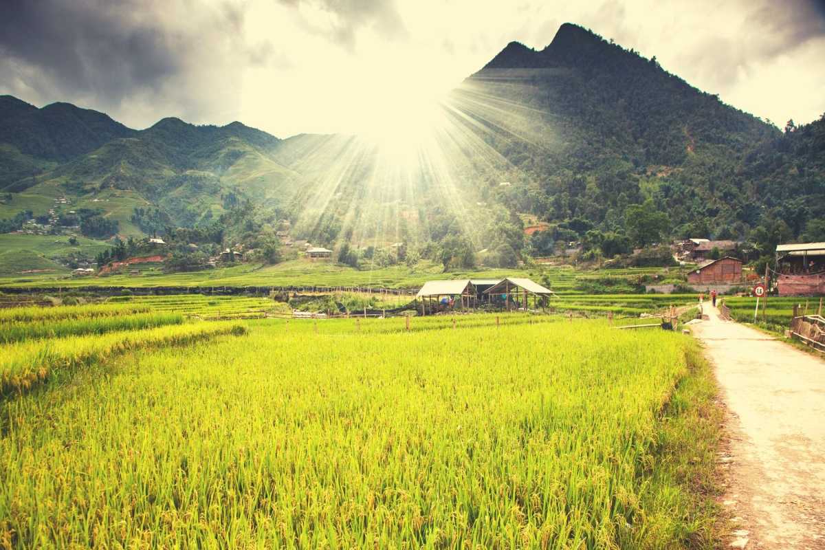 Ta Phin Village Sapa sunrise over rice fields Ta Phin Village Sapa sunrise and golden rice fields with mountain backdrop